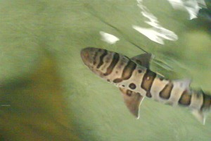 bamboo shark