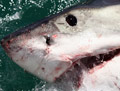 Teenager fights off shark attack with body board