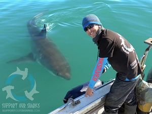 Dr. Ryan Kempster with White Shark