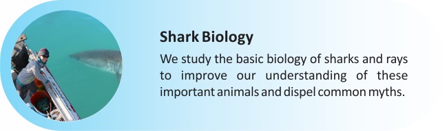 Shark_Biology