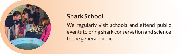 Shark_School