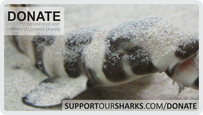 Donate to shark conservation