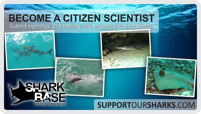 SharkBase Citizen Science