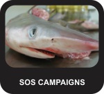 Support Our Sharks Campaigns