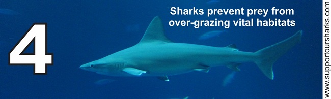 Sharks prevent prey from over-grazing vital habitats