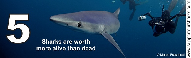 Sharks are worth more alive than dead