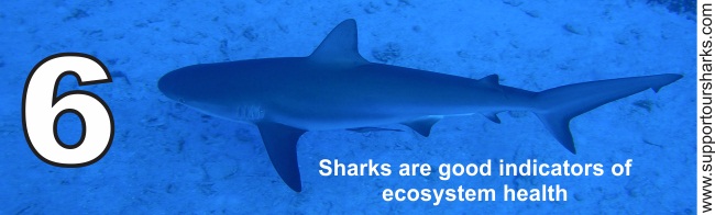 Sharks are good indicators of ecosystem health
