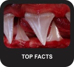 Top Shark Facts