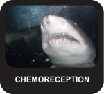 Shark Chemoreception