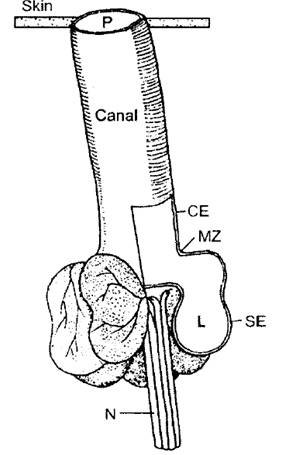 Diagram of the ampullae of Lorenzini