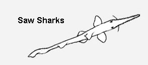 Saw Sharks (Pristiophoriformes)