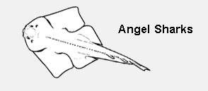 Angel sharks (Squatiniformes)