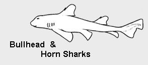 Bull Head and Horn Sharks (Heterodontiformes)