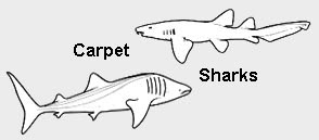 Carpet Sharks (Orectolobiformes)