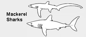 Macherel Sharks (Lamniformes)