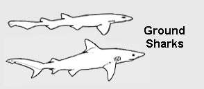 Ground Sharks (Carcharhiniformes)