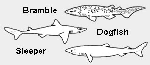 bramble, sleeper and dogfish sharks (Squaliformes)