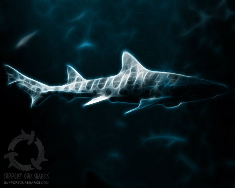 Ghostly Leopard Shark