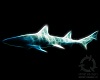 Smokey Leopard Shark