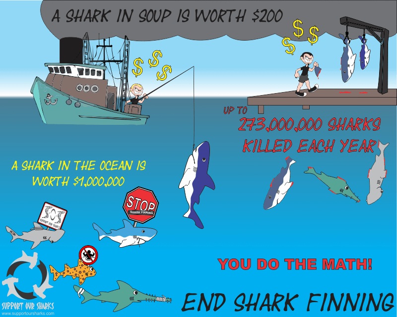 End shark finning
