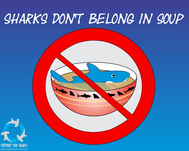 Sharks don't belong in soup