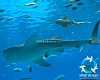 Whale shark (Rhincodon typus) and Zebra shark (Stegostoma fasciatum)