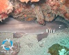 Grey bamboo shark (Chiloscyllium griseum)