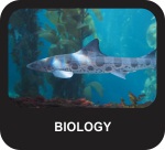Shark Biology