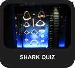 Shark Quiz