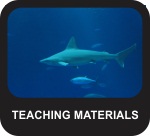 Shark Teaching Materials