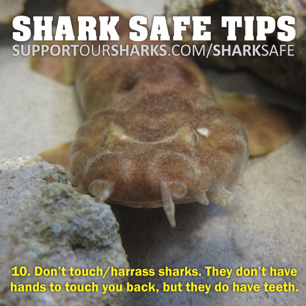 Be Shark Smart: Follow these simple tips to stay safe in the water