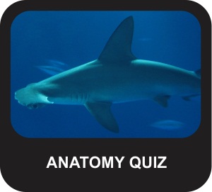 Shark Anatomy Quiz