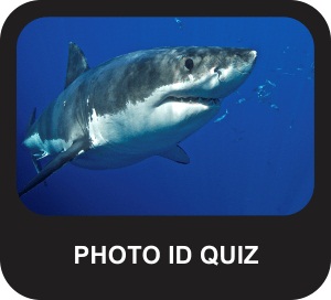 Shark Photo ID Quiz