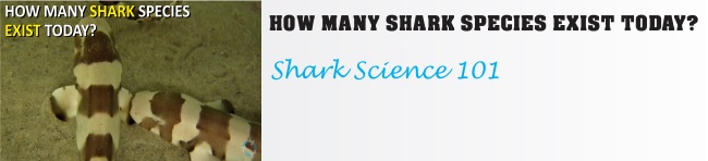 How Many Shark Species Exist Today?