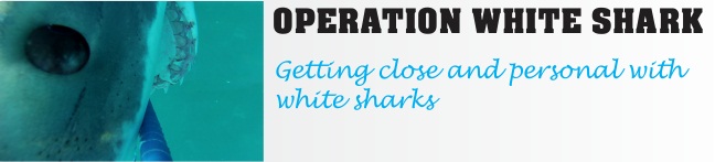 Operation White Shark