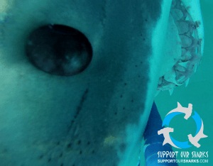 White Shark eating GoPro