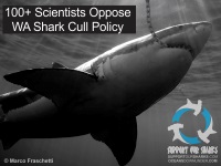 100+ Shark Experts Oppose WA Shark Cull Policy