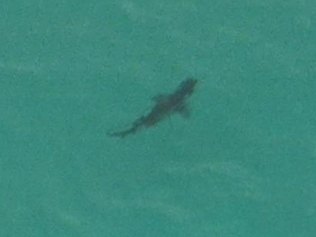 Shark Spotted in the Ocean