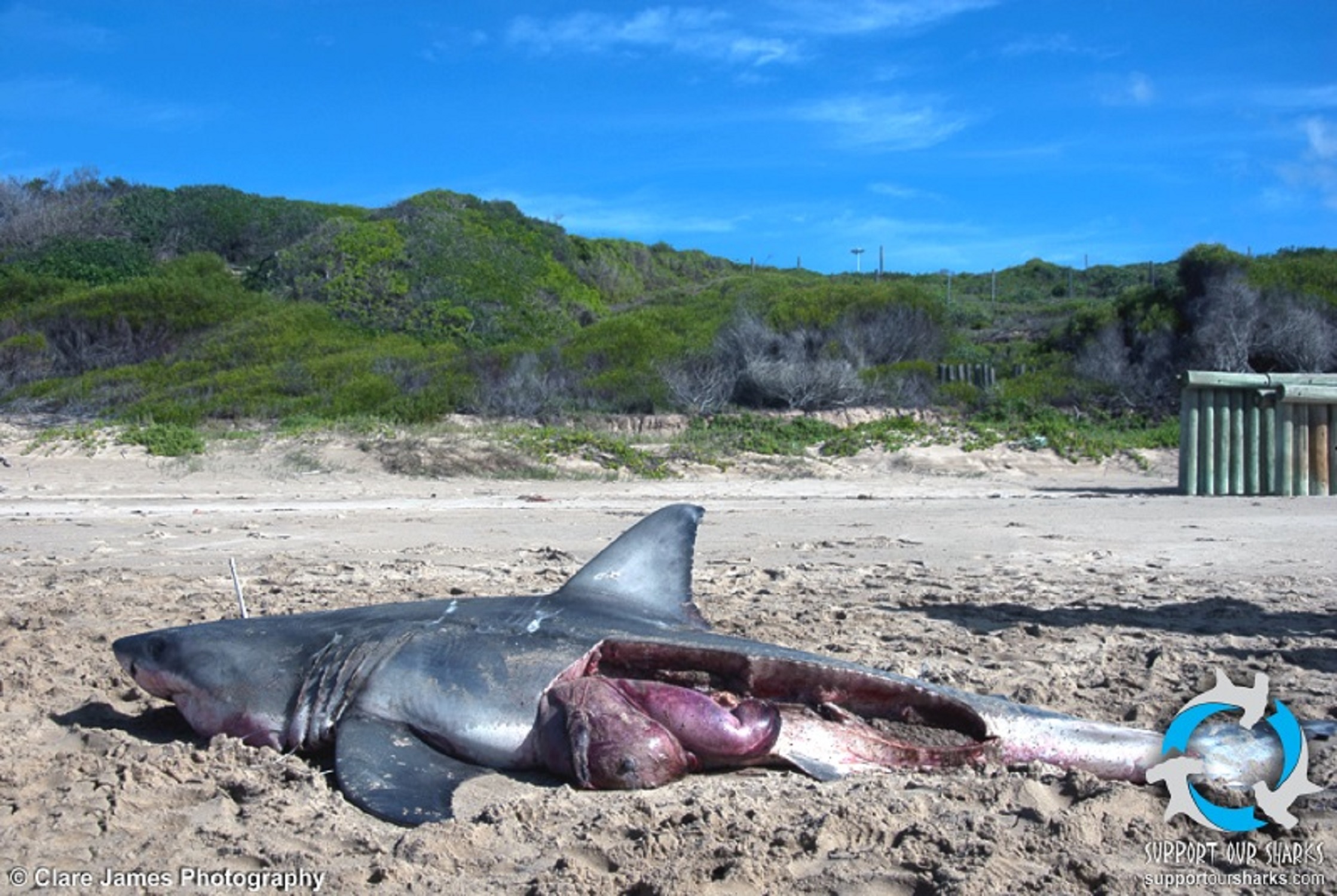 Culling, Finning, Illegal Fishingand Beaching!? Is There Any Hope for  the Great White Shark?