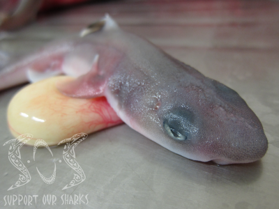 Shark Embryo