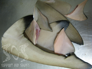 Shark Fins