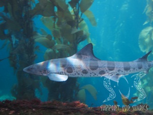 Leopard Sharks