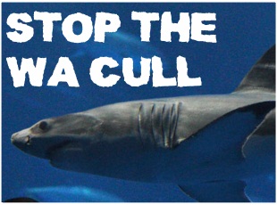 Action Alert: Stop The WA Shark Cull