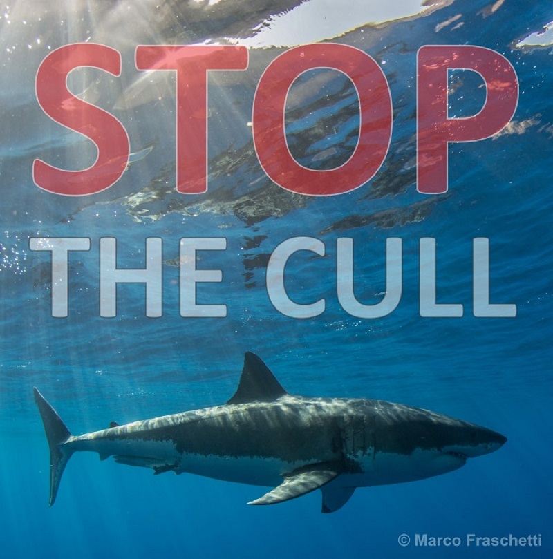 Action Alert: Stop the WA shark cull - Make a submission to the EPA