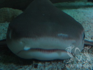 White tip Reefy Shark