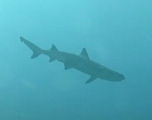 White Tip reef Shark