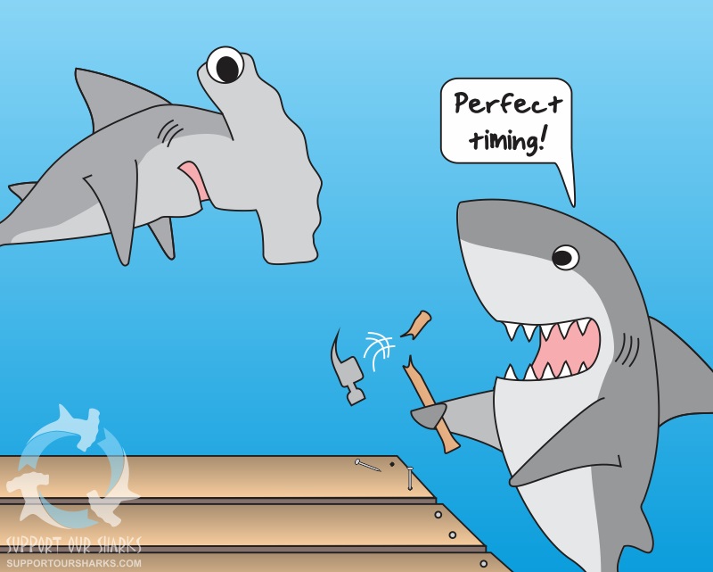 HAMMER-head - Shark cartoons by Support Our Sharks
