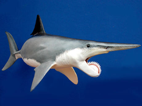 Helicoprion_blue1.jpg